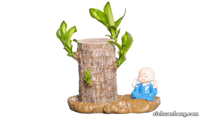水培巴西木底部发黑怎么处理 巴西木底部发黑怎么处理