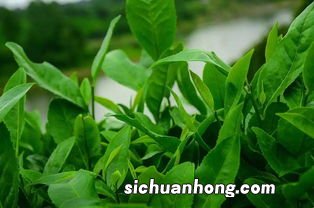 今年猴魁什么时候上市