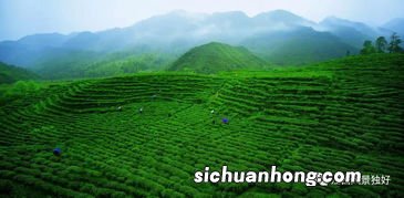 江西井冈山盛产什么茶