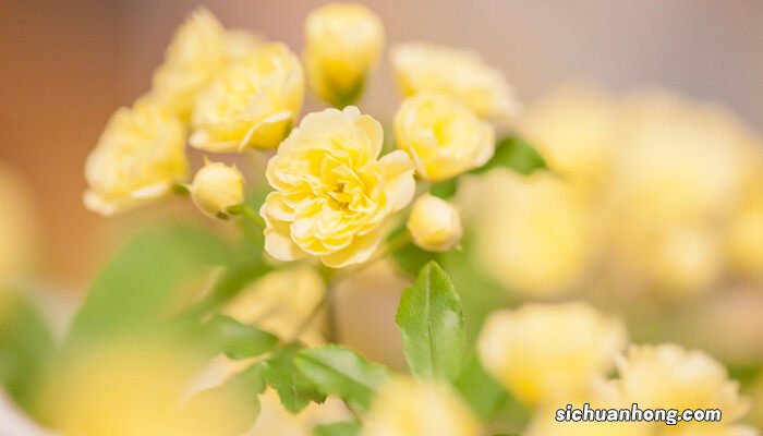 一支黄花和加拿大一支黄花区别