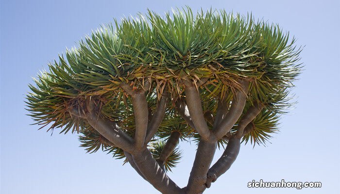 资格最老的树是什么树 资格最老的树是什么