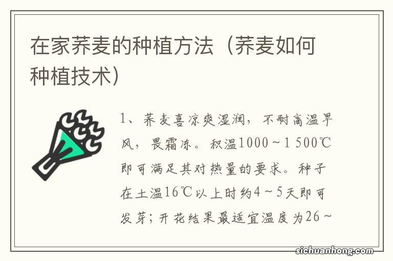 荞麦如何种植技术 在家荞麦的种植方法