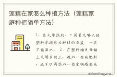 莲藕家庭种植简单方法 莲藕在家怎么种植方法