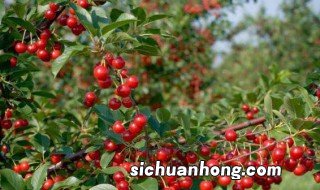 郑州特产有哪些 郑州特产简单介绍