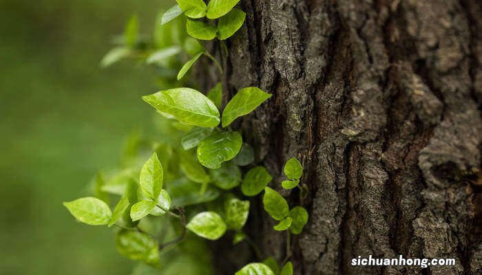 橡胶树种子油的作用与功效 橡胶树种子油的作用