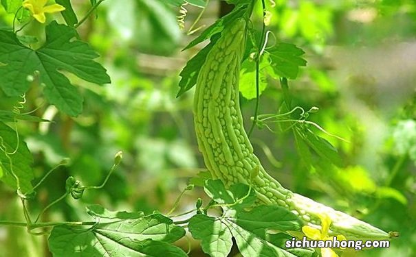 夏天饮食怎样吃才能健康?夏季如何吃得健康?