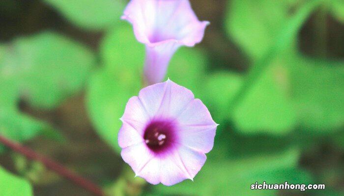 会睡觉的植物有哪几种 牵牛花的睡眠方式