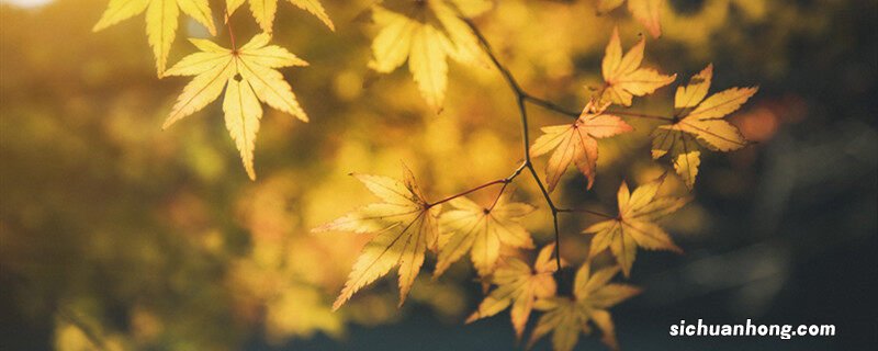 红枫的花语和寓意 枫叶代表什么象征意义