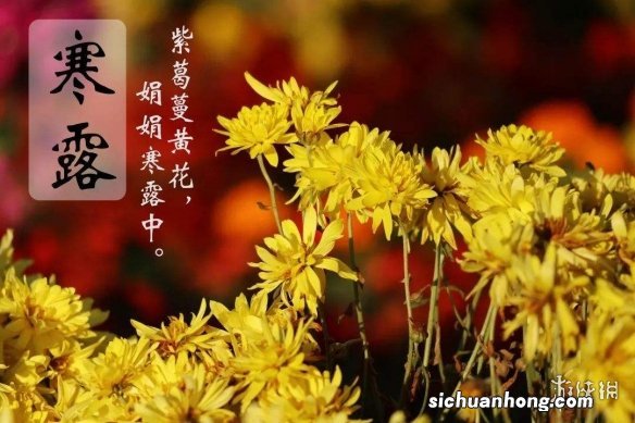 寒露节气壁纸分享 寒露节气壁纸哪里找