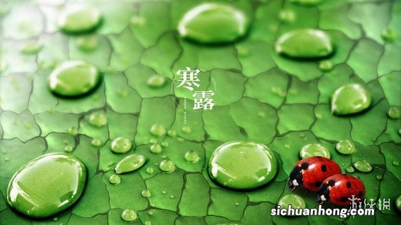 寒露节气壁纸分享 寒露节气壁纸哪里找