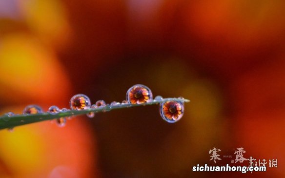 寒露节气壁纸分享 寒露节气壁纸哪里找