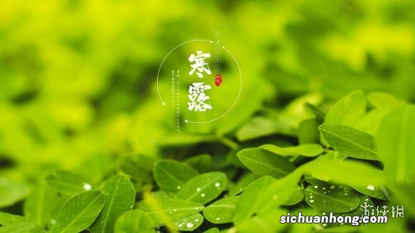 寒露节气壁纸分享 寒露节气壁纸哪里找