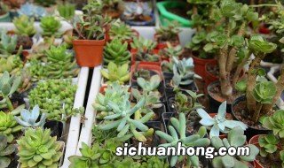 多肉在家种植方法 多肉怎样种植方法