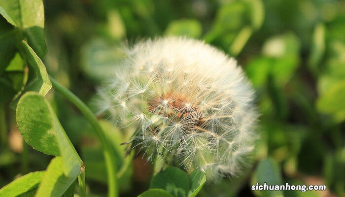 睡眠的花朵有哪些,过程是怎样的 睡眠的花朵有哪些