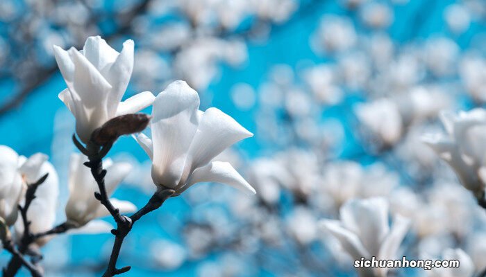 昙花为了什么盛开呢 昙花为了什么盛开