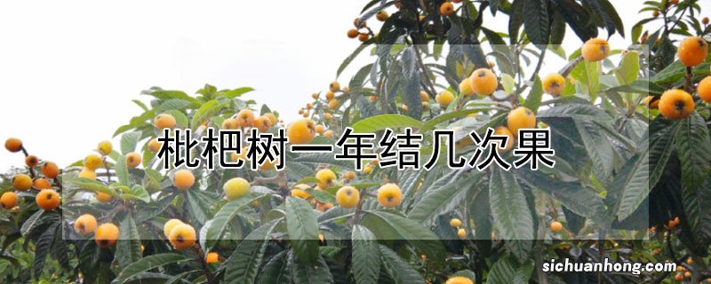 枇杷树一年结几次果