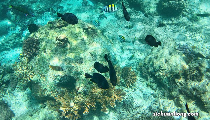 海藻球可以用手摸吗图片 海藻球可以用手摸吗