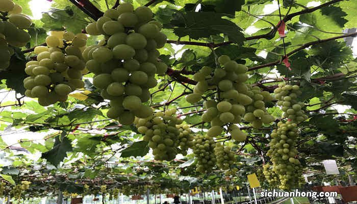 根据藤本植物的攀爬方式分类葡萄属于哪种藤本植物