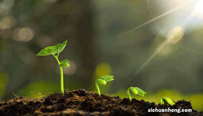 植物体内会带电这种说法是正确的还是错误的