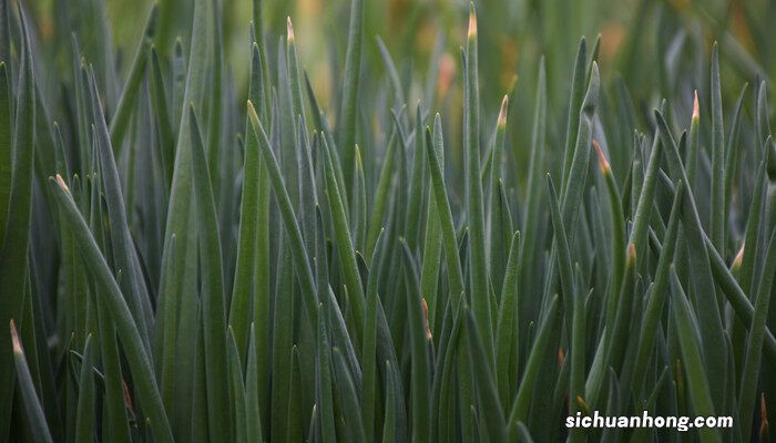 大葱种子几月播种 大葱怎么种植方法视频