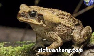 新手养殖蟾蜍注意什么细节 新手养殖蟾蜍注意什么