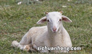 新手养殖羊注意什么 新手养羊要注意什么