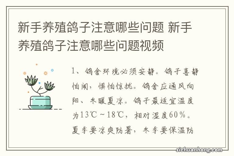 新手养殖鸽子注意哪些问题 新手养殖鸽子注意哪些问题视频