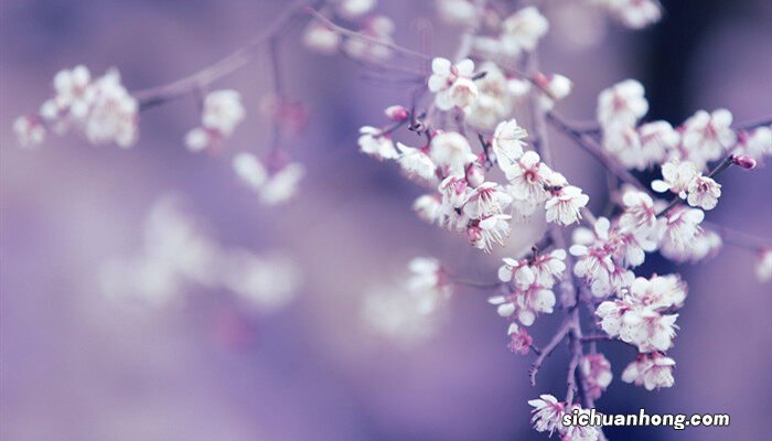 龙游梅耐寒多少度开花 龙游梅耐寒多少度