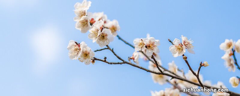 龙游梅耐寒多少度开花 龙游梅耐寒多少度