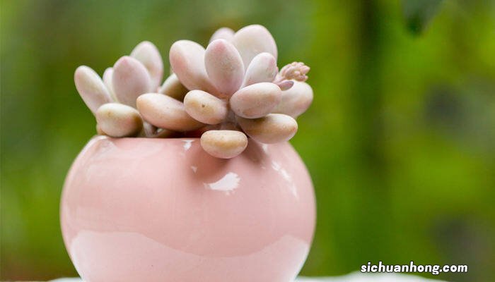 什么是多肉植物? 什么是多肉植物