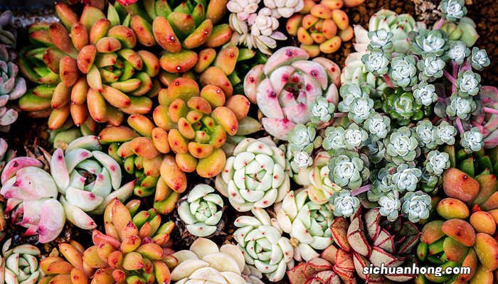 什么是多肉植物? 什么是多肉植物