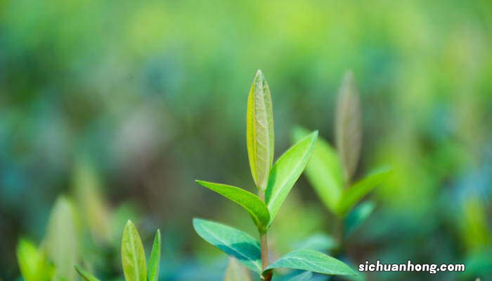 叶片属于什么组织结构 叶片属于什么组织