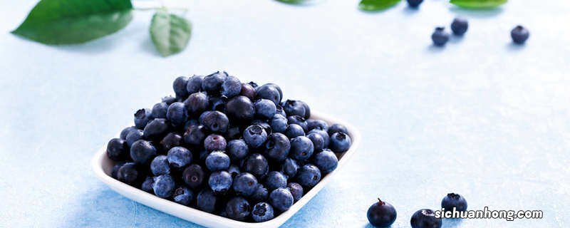 蓝莓苗h5品种介绍图片 蓝莓苗H5品种介绍