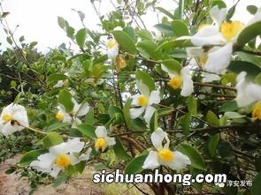 黑茶茶树长什么样