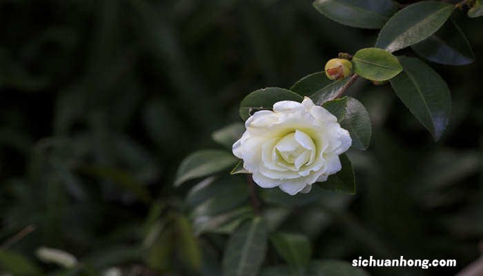 茶花冬季移栽几天能成活了 茶花冬季移栽几天能成活