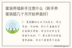 新手养蜜袋鼯几个月开始养最好 蜜袋养殖新手注意什么