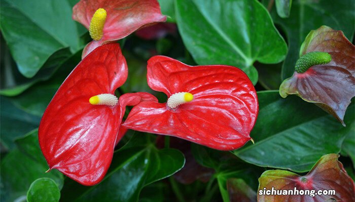 红掌叶子发黄怎么办 原因及处理 红掌叶子发黄怎么办