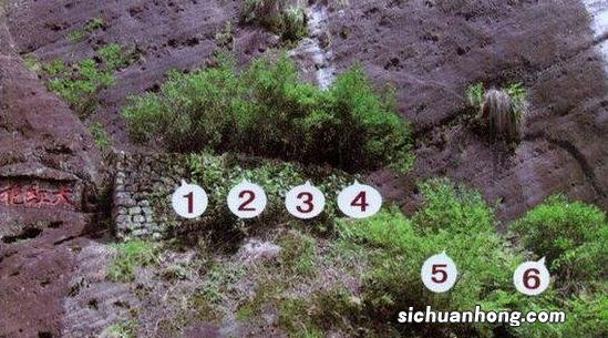 大红袍长什么样