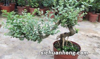 冬青盆栽的养殖方法和注意 冬青盆栽的养殖方法和注意事项