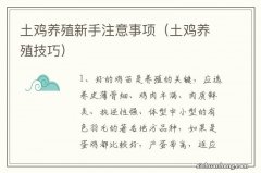 土鸡养殖技巧 土鸡养殖新手注意事项