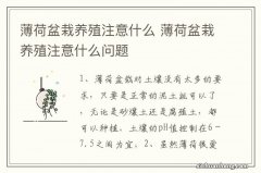 薄荷盆栽养殖注意什么 薄荷盆栽养殖注意什么问题