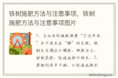 铁树施肥方法与注意事项，铁树施肥方法与注意事项图片