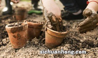铁树施肥方法与注意事项，铁树施肥方法与注意事项图片