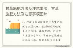 甘草施肥方法及注意事项，甘草施肥方法及注意事项图片