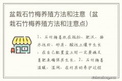 盆栽石竹梅养殖方法和注意点 盆栽石竹梅养殖方法和注意