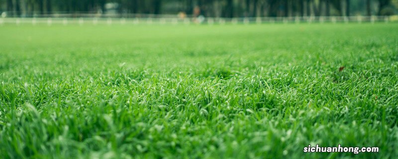 耐旱草籽种类图片 耐旱草籽种类