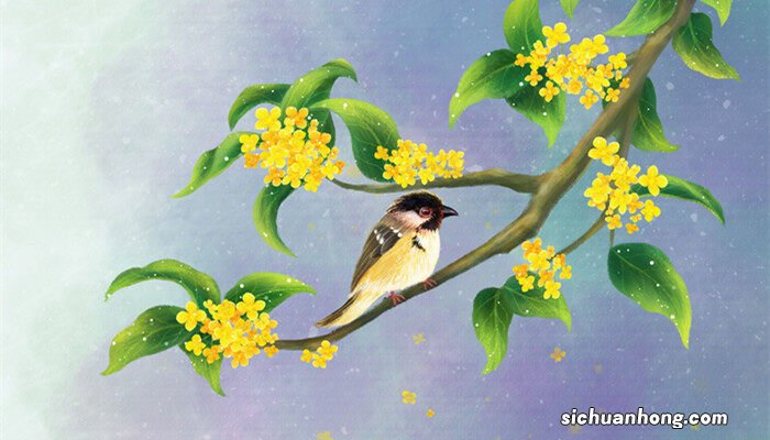 四季桂花的养殖方法和注意事项