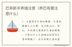 养巴哥要注意什么 巴哥新手养殖注意