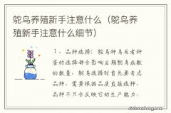 鸵鸟养殖新手注意什么细节 鸵鸟养殖新手注意什么