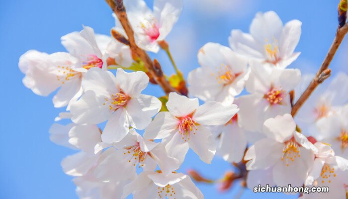 樱花有几片花瓣儿 樱花有几片花瓣